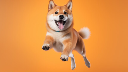 Poster - Happy smiling dog isolated on orange background.