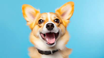 Sticker - Happy smiling dog isolated on blue background.