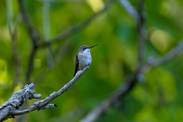 Canvas Print - Ruby-throated hummingbird ( Archilochus colubris )