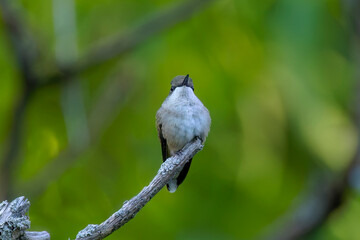 Poster - Ruby-throated hummingbird ( Archilochus colubris )