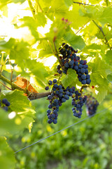  Grapes for making red wine in the harvesting crate. Blue grapes growing on the grape vines. Closeup of grapes hanging on branch. Summer time