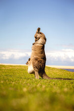 Kangaroo & Joey On Grass With Beach Background