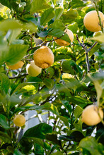 Lemons Growing On Atree.