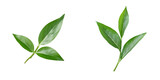 Green tea leaf viewed from above on a transparent background