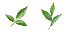 Green Tea Leaf Viewed From Above On A Transparent Background