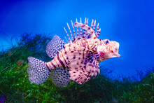 Common Lionfish Or Red Lionfish