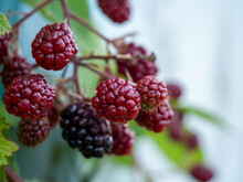 Bush Of Wild Blackberry. Blackberry Berry Close-up. The Fruits Of The Blackberry Bush.