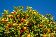 Numerous Mandarins On A Tree In An Orchard