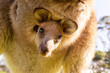© Austockphoto - Close up of joey in kangaroo pouch