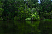 Wakulla River And Swampy Landscape Of Cypress Trees