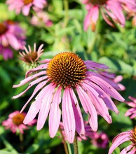 A Close View On The Pink Coneflower In The Garden.