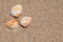 Shell Flaps, Three Pieces On The Sea Sand Close-up, Top View