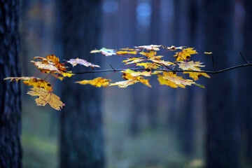 Wall Mural - Autumn leaves