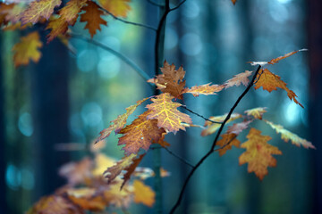 Wall Mural - Autumn leaves