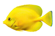 Isolated Yellow Tang Fish On Transparent Background, Cutout
