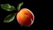Apricot with leaf isolated on Black Background