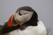 Puffin Portrait