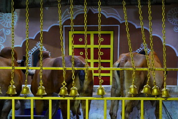 Wall Mural - a lots of bells hanging near the cows in temple