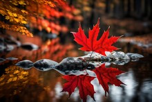 Red Maple Leave Falling On The Water In Autumn Season