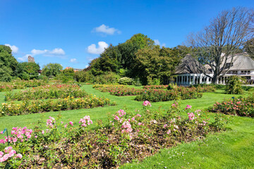 Wall Mural - beautiful image of a rosarium or rose garden in the westbroek park in scheveningen, near the city of