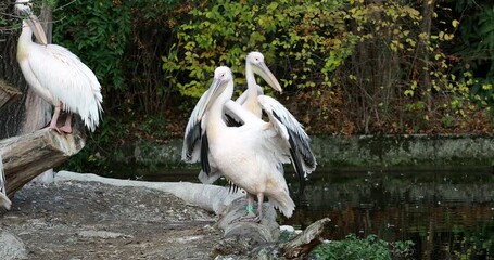 Wall Mural - The Great White Pelican, Pelecanus onocrotalus also known as the rosy pelican is a bird in the pelican family.