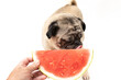 Cute pug dog licking a slice of watermelon 