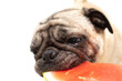 Cute pug puppy munching on a slice of watermelon close up