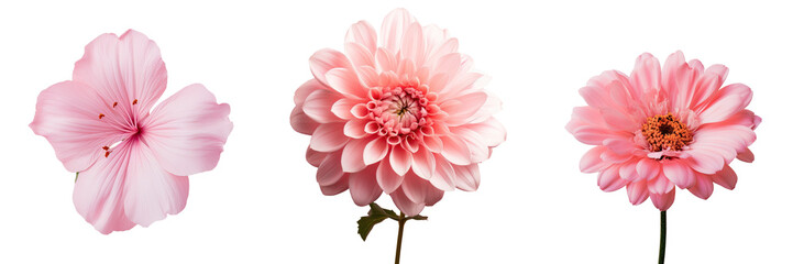 Poster - Close up of a pink flower against a transparent background