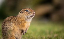 Young European Ground Squirrel (Spermophilus Citellus) On A Green Meadow, Looking Warned