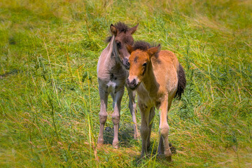 two lovely icelandic foals are playing together