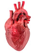 Human heart, organ with aorta and arteries, 3D rendering isolated on transparent background