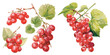 watercolor redcurrant clipart for graphic resources
