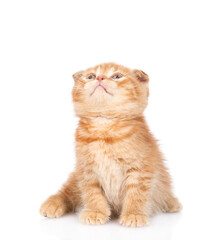 Poster - Curious ginger kitten sitting and looking up on empty space. isolated on white background