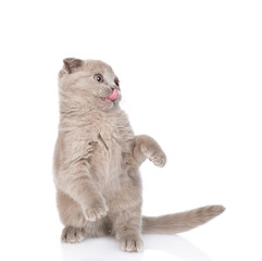 Poster - Playful gray kitten standing on hind legs and looks away on empty space. isolated on white background