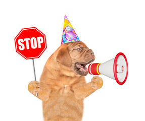 Poster - Funny Mastiff puppy wearing party cap barks into megaphone and shows stop sign. isolated on white background
