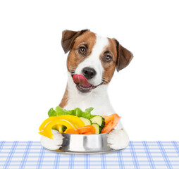 Poster - Hungry Jack russell terrier puppy holds bowl of vegetables and ready for dinner. isolated on white background