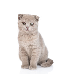 Poster - Cute fold scottish kitten sits in front view and looks at camera. isolated on white background
