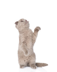 Poster - Playful gray kitten standing on hind legs and looks up on empty space. isolated on white background