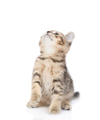Poster - Curious tabby kitten sitting and looking up on empty space. isolated on white background
