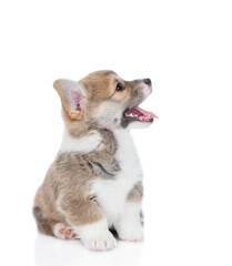 Poster - Cute Pembroke Welsh Corgi puppy sits and looks away and up. isolated on white background
