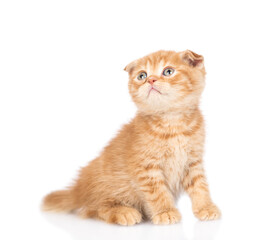 Poster - Curious ginger kitten sitting and looking up on empty space. isolated on white background