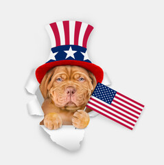 Poster - Serious Mastiff puppy wearing like Uncle Sam looking through the hole in paper shows USA flag. isolated on white background
