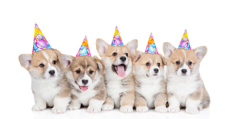 Poster - Five Pembroke Welsh Corgi puppies wearing party cap sit and look up and at camera. isolated on white background