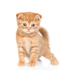 Poster - Cute ginger kitten standing in front view and looking at camera. isolated on white background