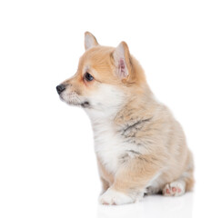 Poster - Cute Pembroke Welsh Corgi puppy sits in profile and looks away on empty space. isolated on white background
