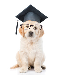 Poster - Smart Golden retriever puppy wearing black graduation hat and eyeglasses sits in front view and looks at camera. isolated on white background
