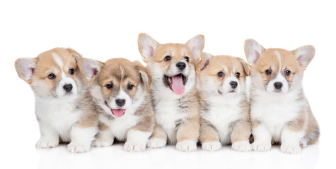 Poster - Five Pembroke Welsh Corgi puppies sit and look up and at camera. isolated on white background