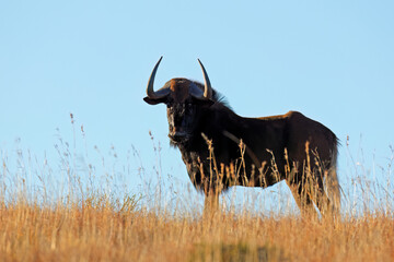 Canvas Print - A black wildebeest (Connochaetes gnou) silhouetted in grassland, Mountain Zebra National Park, South Africa.