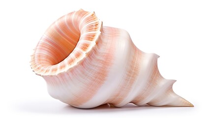 Wall Mural - seashell isolated on white background