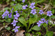 Blooming forest violet bush in a spring day. Blooming plant Viola reichenbachiana in forest meadow.
